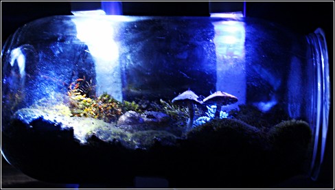 Terrarium_37