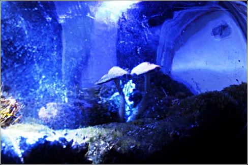 Terrarium_38
