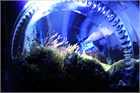 Terrarium_39